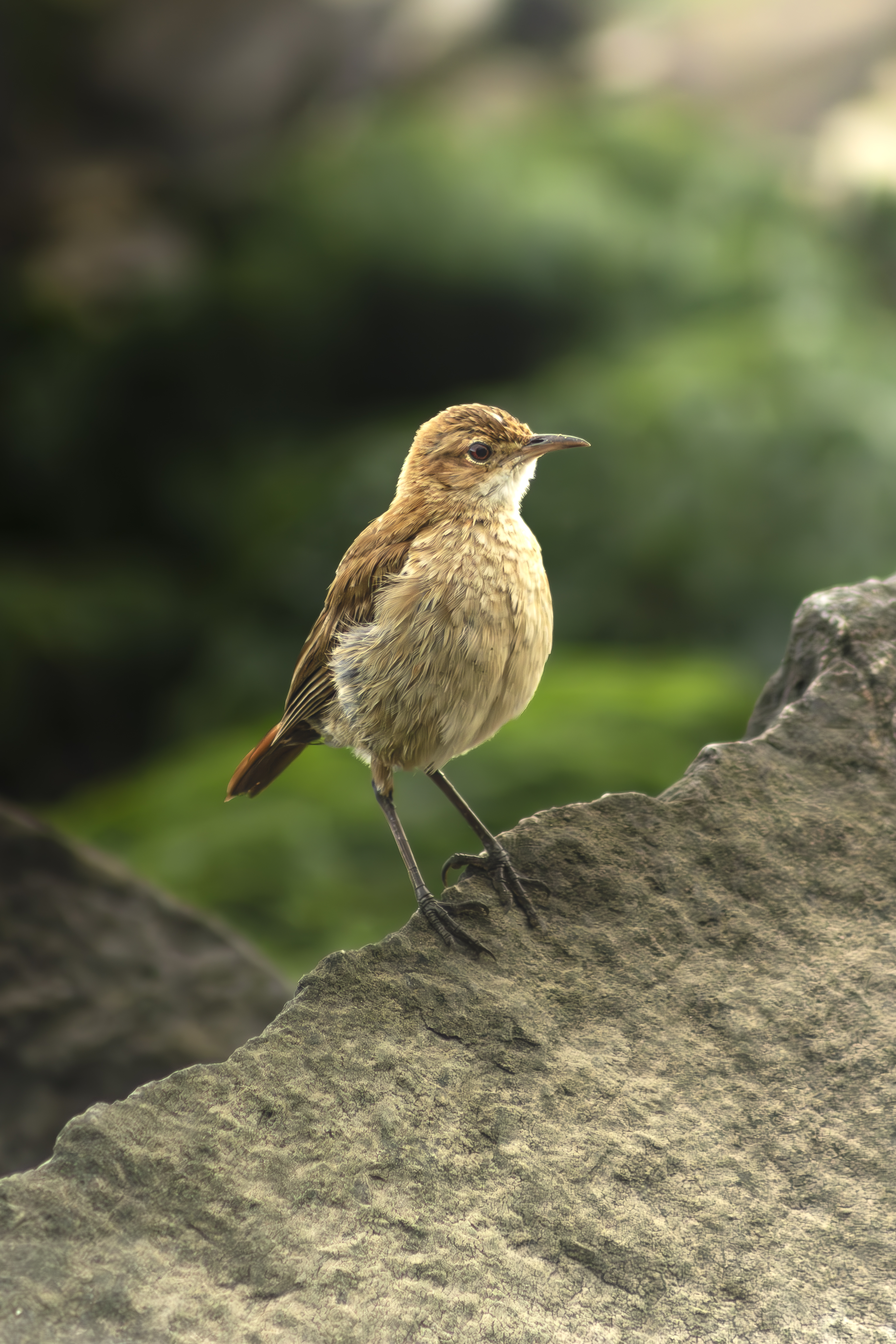 Rufous Hornero